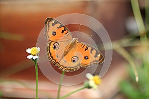 Beautiful brown batik butterfly flying on little wild grass flower. Butterfly wings, outdoor butterfly insect, Nature background