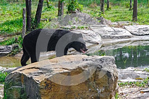 Beautiful brown bear in a Park on the island of Phu Quoc