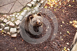 A beautiful brown bear sits looking up in the zoo of Kaliningrad