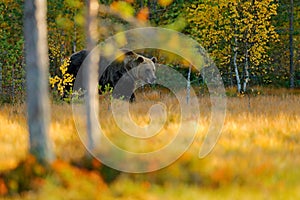 Beautiful brown bear walking around lake with autumn colours. Dangerous animal in nature meadow habitat. Wildlife scene, Finland.