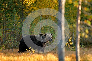 Beautiful brown bear walking around lake with fall colours. Bear hidden in yellow forest. Autumn trees with bear. Dangerous animal