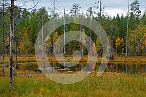 Beautiful brown bear walking around lake with fall colours. Dangerous animal in nature wood, meadow habitat. Wildlife habitat from