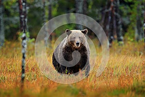 Krásný medvěd hnědý chodí kolem jezera s podzimními barvami. Nebezpečné zvíře v přírodě les, louka stanoviště. Přírodní stanoviště z