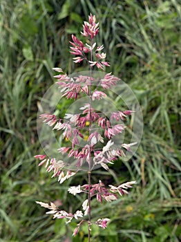 Beautiful brown bent in meadow, Lithuania