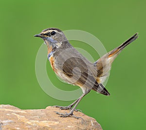 Beautiful brown bird with blue and orange feathers on chest lift