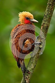 Beautiful brown bird form tropic mountain forest. Chestnut-coloured Woodpecker, Celeus castaneus, brawn bird with red face from Co