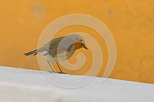 Beautiful brown bird isolated perched looking with orange background, Spain.