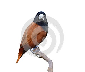 brown bird with straight looking up close isolated on white background, chestnut or black-headed munia (Lonchura