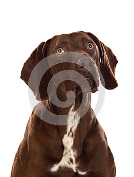 Beautiful Brown Braco German Shorthair