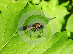 Brown bug on green leaf, Lithuania