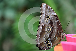 A beautiful brown butterfly on a food brack photo