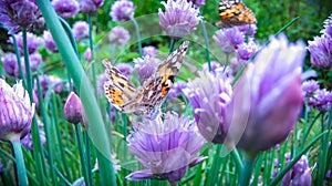 A beautiful brown butterfly is played on the purple flowers of an onion on a warm summer day_2_. Close up.