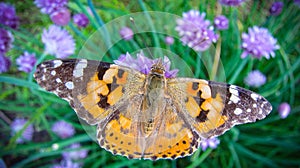 A beautiful brown butterfly is played on the purple flowers of an onion on a warm summer day_7_. Close up.