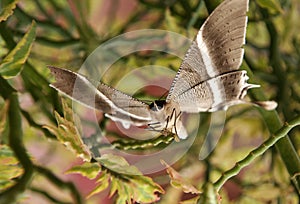 Beautiful brown butterfly ready to fly