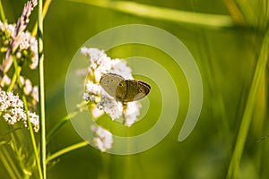 A beautiful brown butterfly sitting on the valerian flower. Small butterfly feeding in meadow. Summer scenery