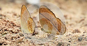 Beautiful brown butterfly sucking food from floor.