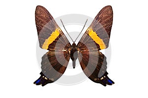 Beautiful brown butterfly with yellow stripes on the wings and blue spots. isolated on white background