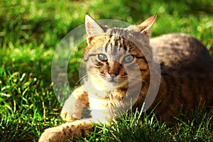 Beautiful brown cat with green eyes