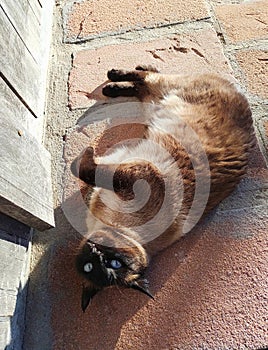 Beautiful brown cat lying on its side looking at the camera with its beautiful blue eyes. Cat relaxing in the sun, lying on the photo