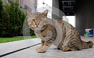 Beautiful brown cat  outside a building