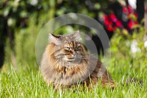 Beautiful brown cat in relax in a garden, siberian breed