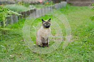 The beautiful brown cat, Siamese, with blue-green eyes sits in a green grass