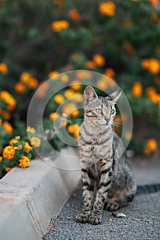 Bellissimo marrone gatto sul strade 