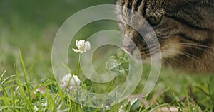 Beautiful brown cat sniffing a lucky four leaf clover