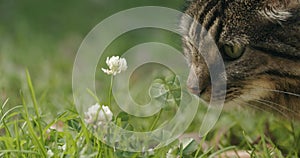 Beautiful brown cat sniffing a lucky four leaf clover