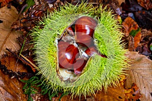 Beautiful brown chestnut in its green prickley shell photo