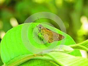 Beautiful brown color  small butterfly