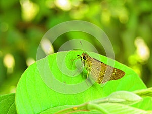 Beautiful brown color  small butterfly