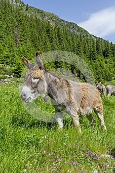 Beautiful brown colored donkey grazing in the bright green grass on a sunny day in the Carpathian Mountains