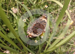 Beautiful brown colour wing butterfly