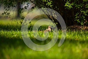 A beautiful, brown common starling female feeding in the grass before migration. Adult bird in park