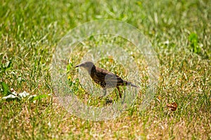 A beautiful, brown common starling female feeding in the grass before migration. Adult bird in park