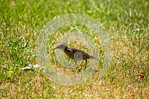 A beautiful, brown common starling female feeding in the grass before migration. Adult bird in park