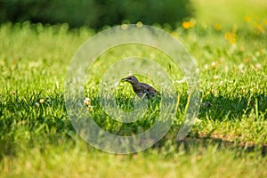 A beautiful, brown common starling female feeding in the grass before migration. Adult bird in park