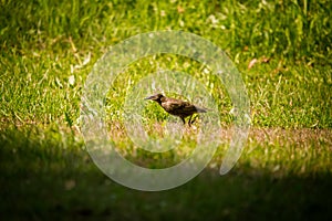 A beautiful, brown common starling female feeding in the grass before migration. Adult bird in park