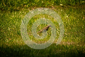 A beautiful, brown common starling female feeding in the grass before migration. Adult bird in park