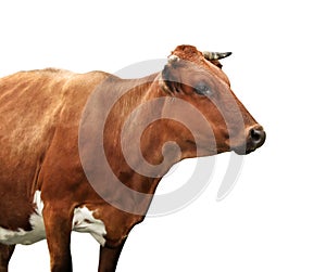 Beautiful brown cow on background. Animal husbandry