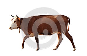 Beautiful brown cow on background. Animal husbandry