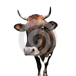 Beautiful brown cow on background. Animal husbandry