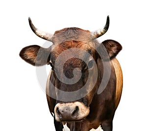 Beautiful brown cow on background, closeup. Animal husbandry