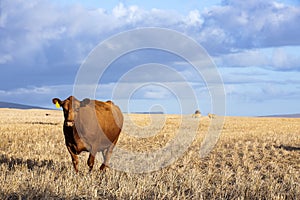 A beautiful brown cow on a dry land