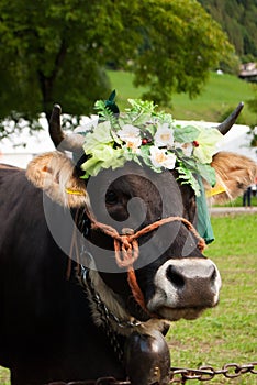 Beautiful brown cow with floreal crown