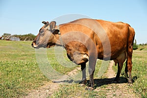 Beautiful brown cow on sunny day. Animal husbandry