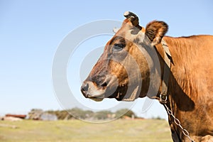 Beautiful brown cow on sunny day. Animal husbandry