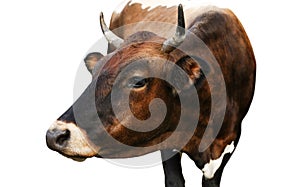 Beautiful brown cow on white background. Animal husbandry