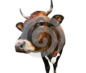 Beautiful brown cow on white background. Animal husbandry